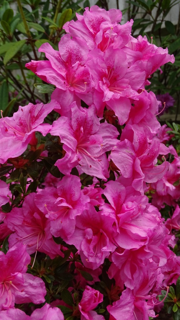 'George Hyde'